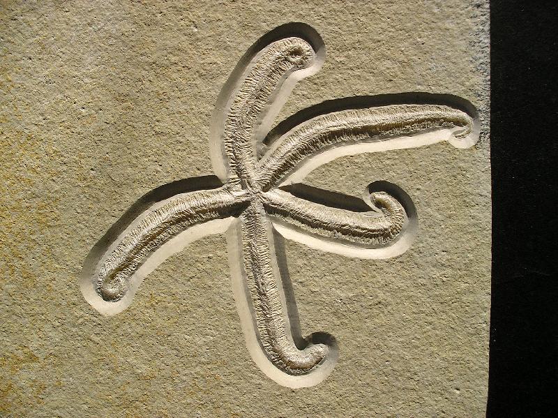 Schlangenstern (Ophiuroidea) non det. Bild &copy;